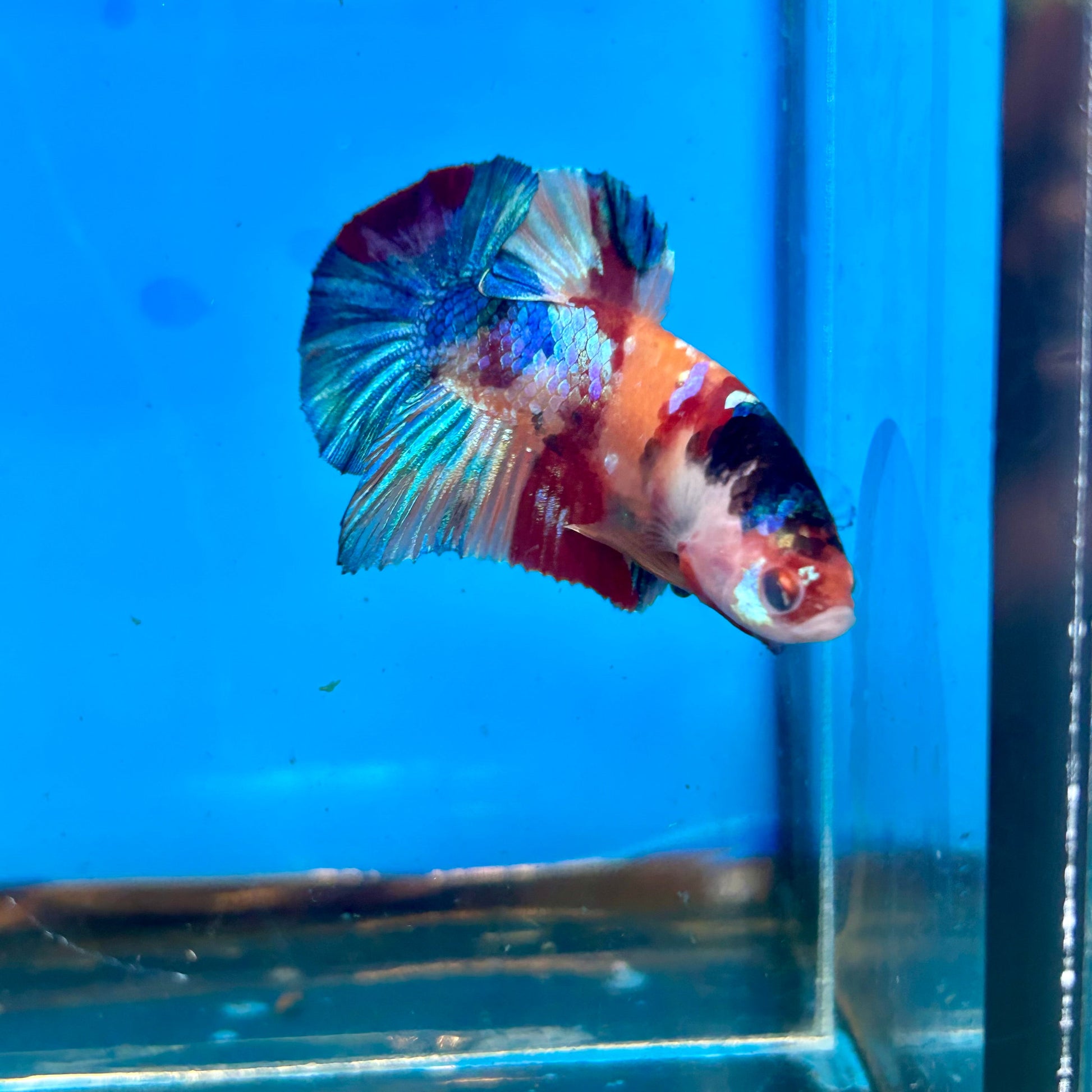 Multicolor Galaxy Plakat - Male Betta 127