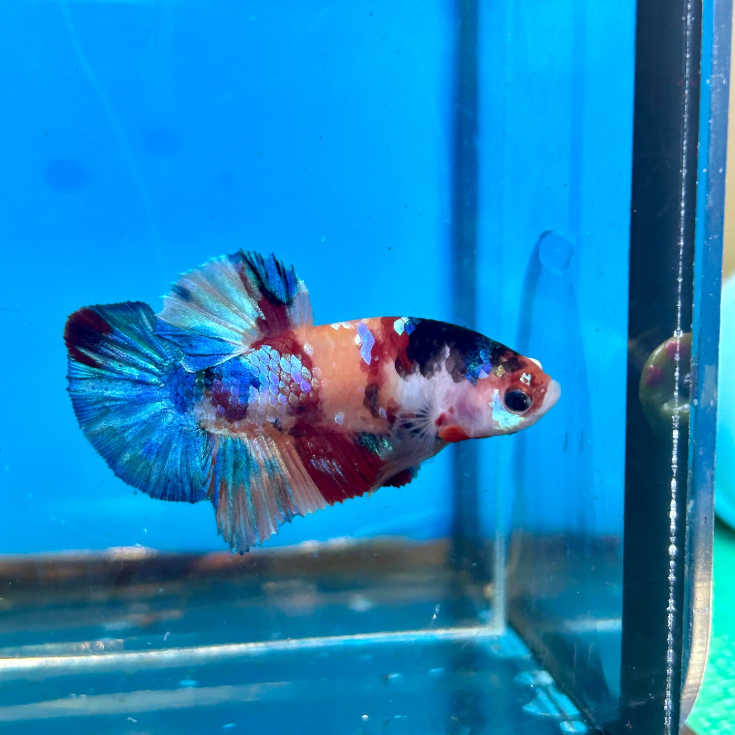 Multicolor Galaxy Plakat - Male Betta 127