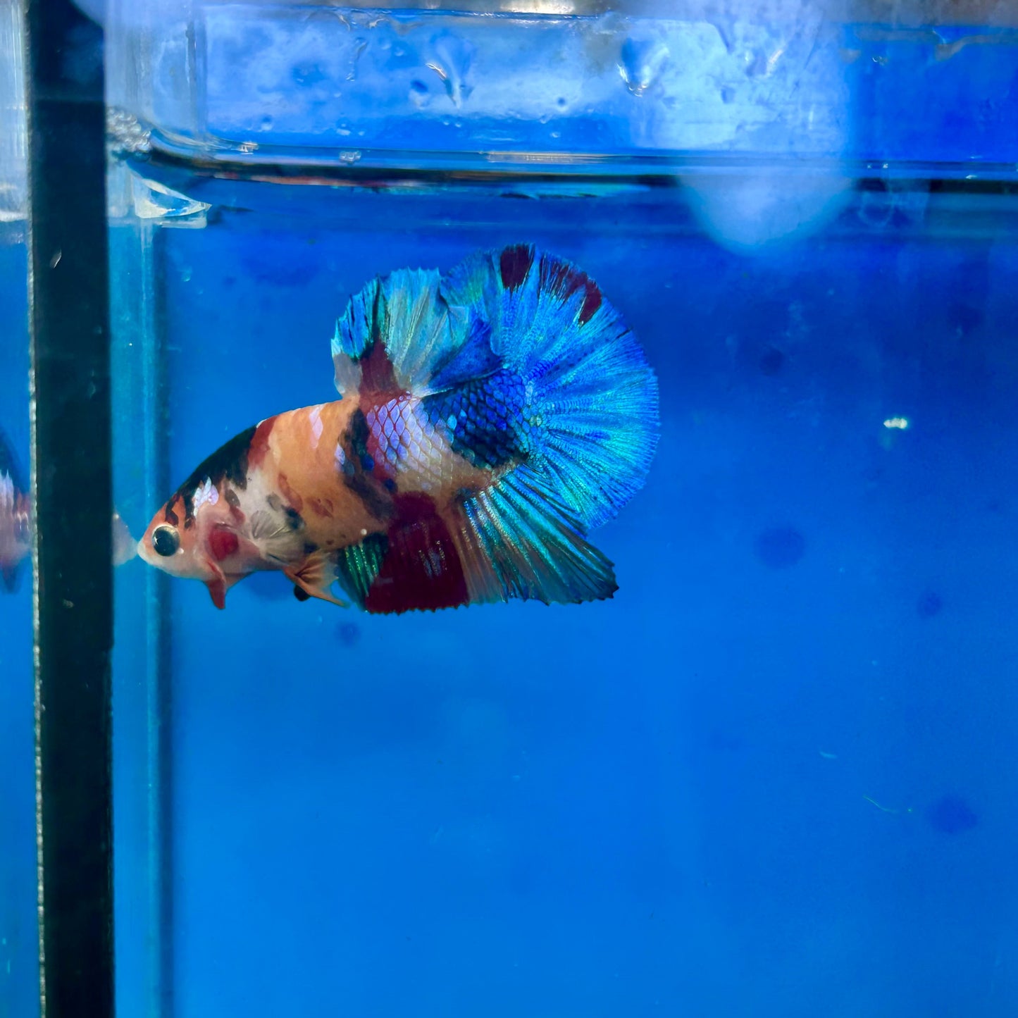 Multicolor Galaxy Plakat - Male Betta 127