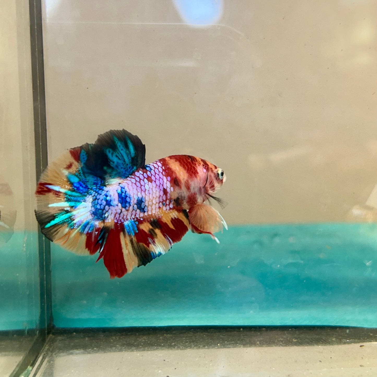 Multicolor Galaxy Plakat - Male Betta 26