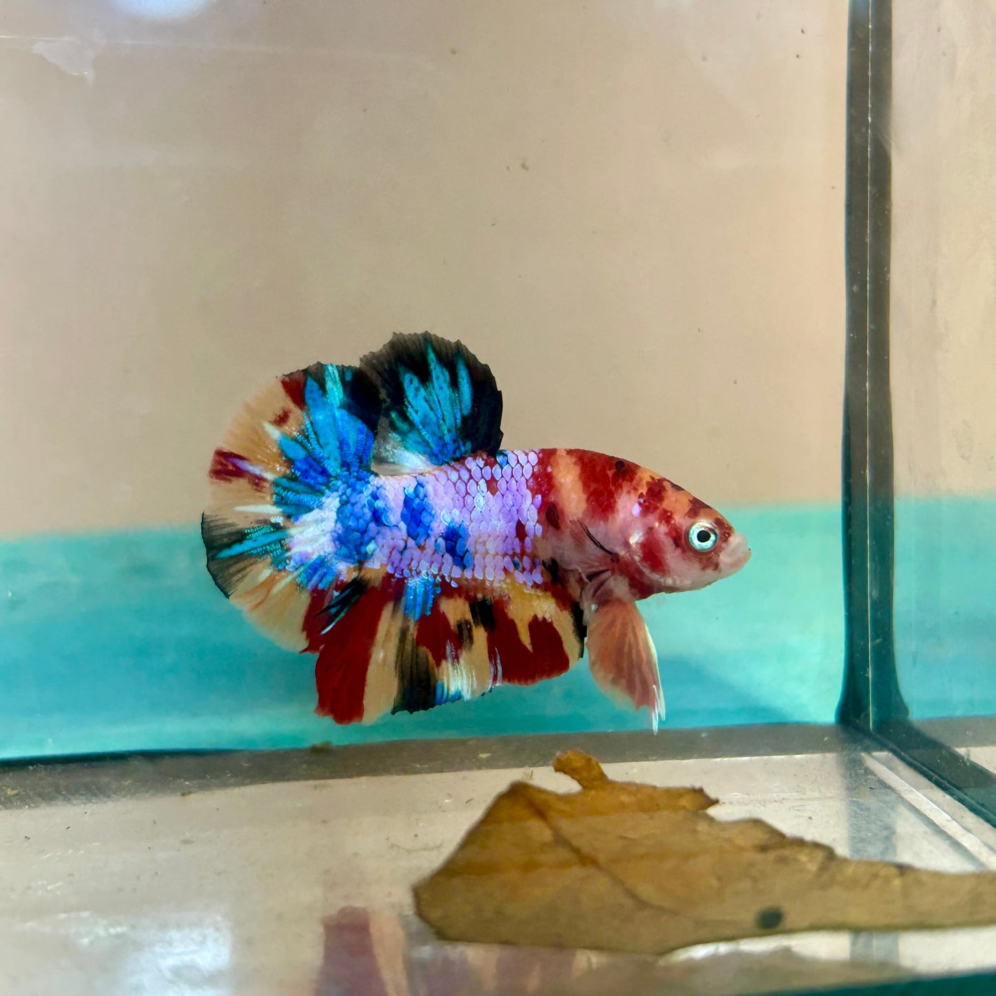 Multicolor Galaxy Plakat - Male Betta 26