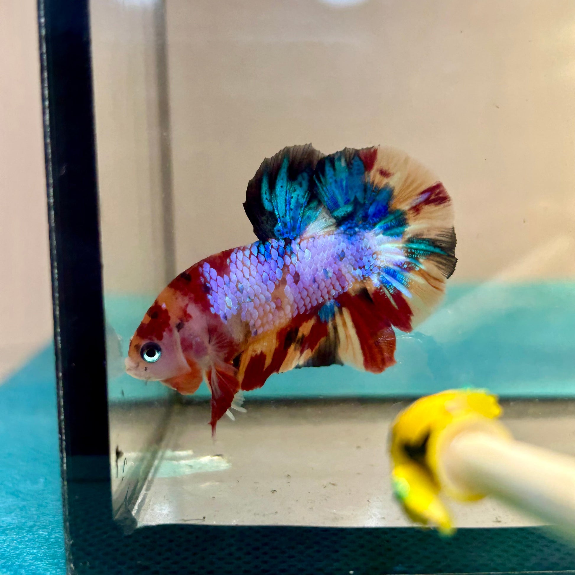 Multicolor Galaxy Plakat - Male Betta 26