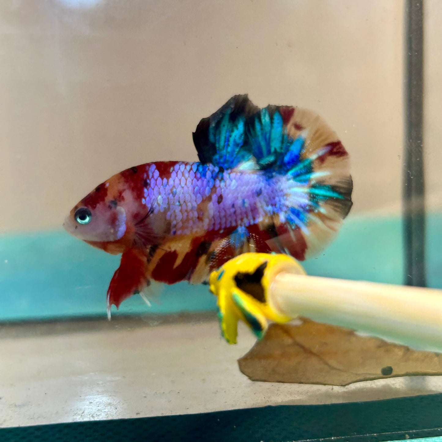 Multicolor Galaxy Plakat - Male Betta 26