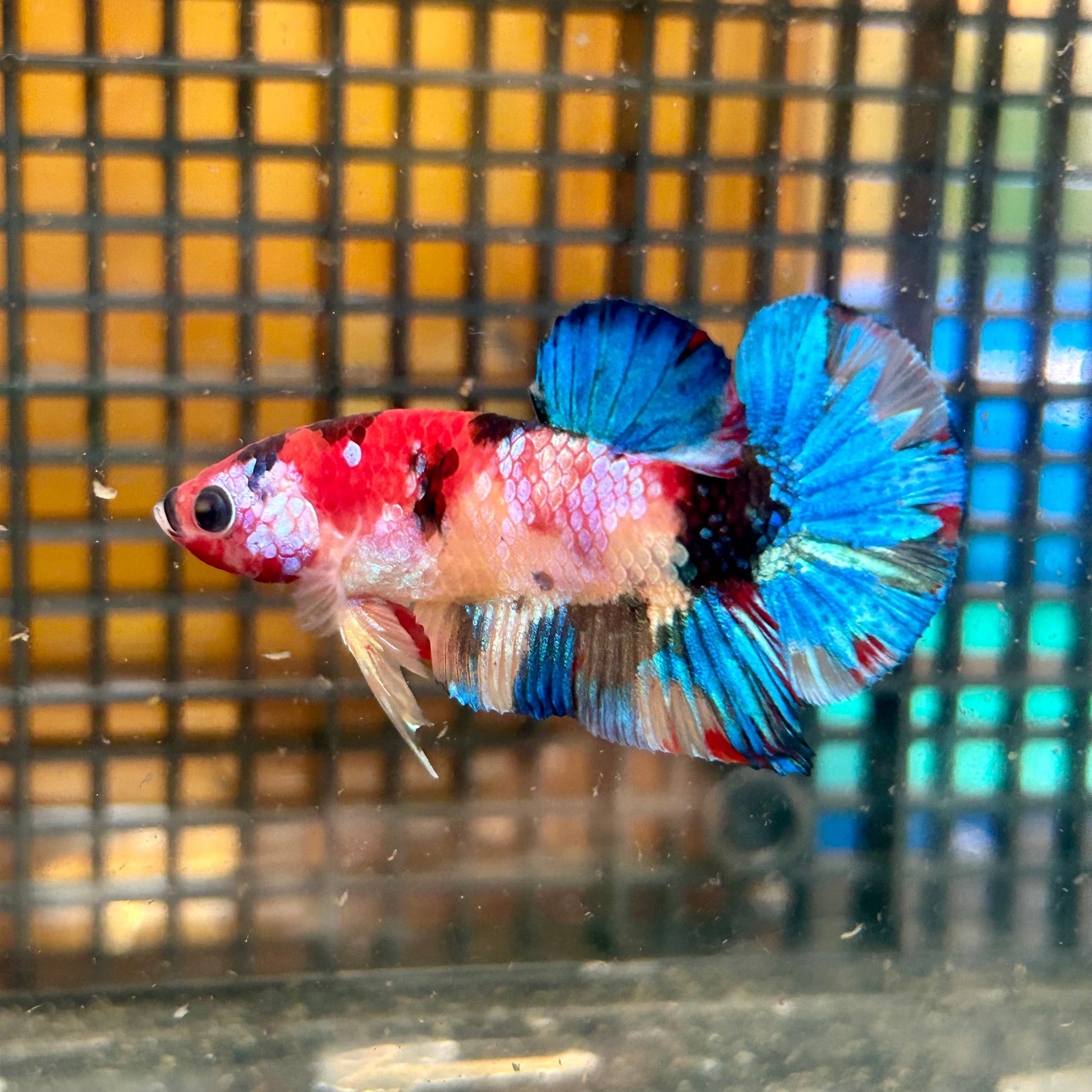 Multicolor Galaxy Plakat - Male Betta 27