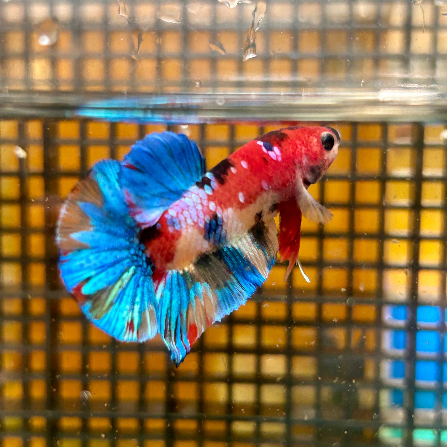 Multicolor Galaxy Plakat - Male Betta 27