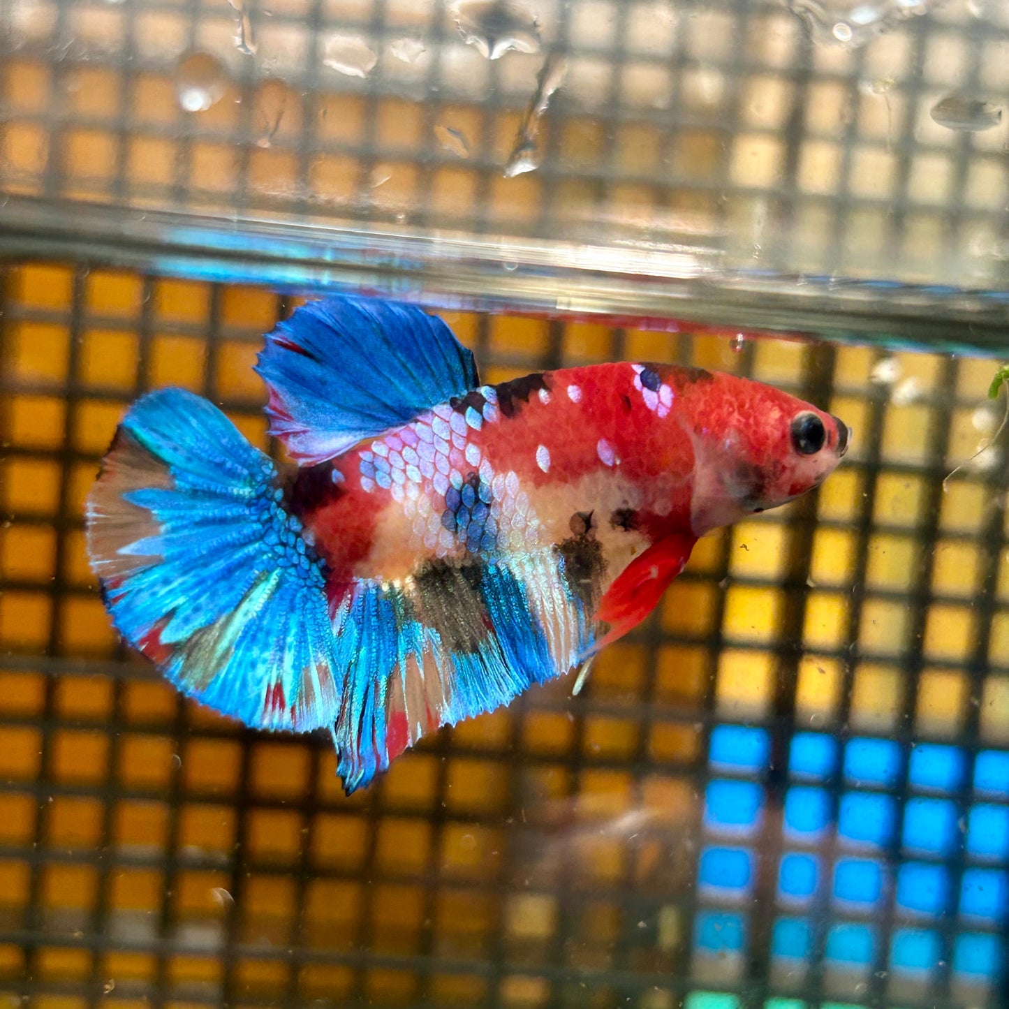 Multicolor Galaxy Plakat - Male Betta 27