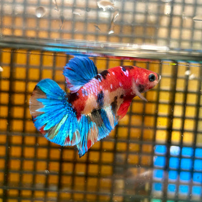 Multicolor Galaxy Plakat - Male Betta 27