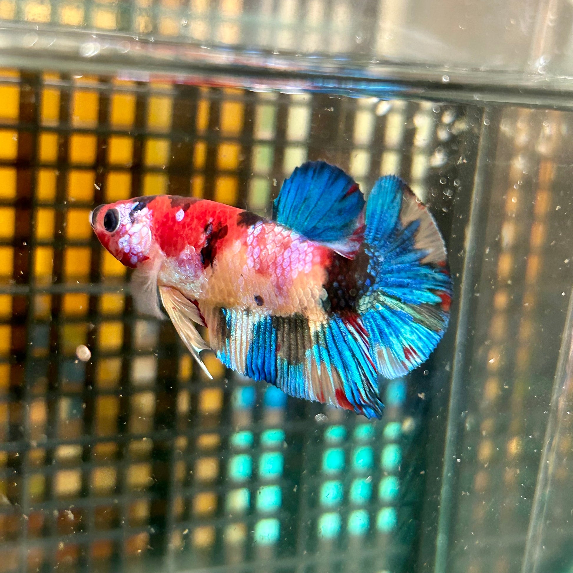 Multicolor Galaxy Plakat - Male Betta 27