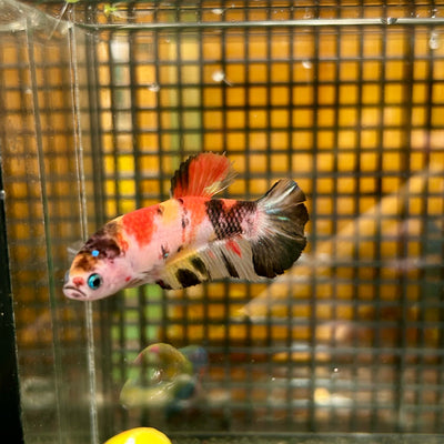 Multicolor Koi Plakat - Female Betta 36