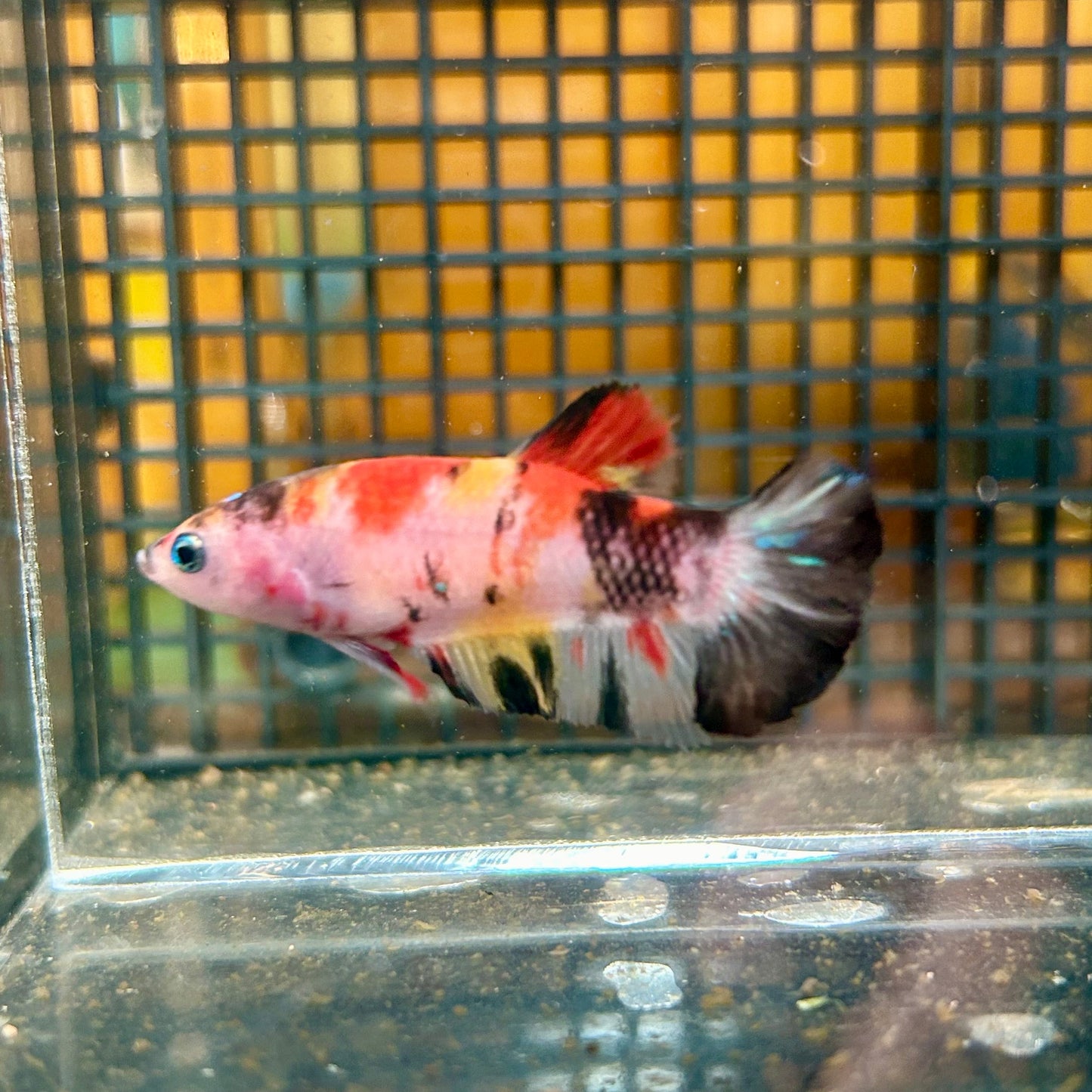 Multicolor Koi Plakat - Female Betta 36