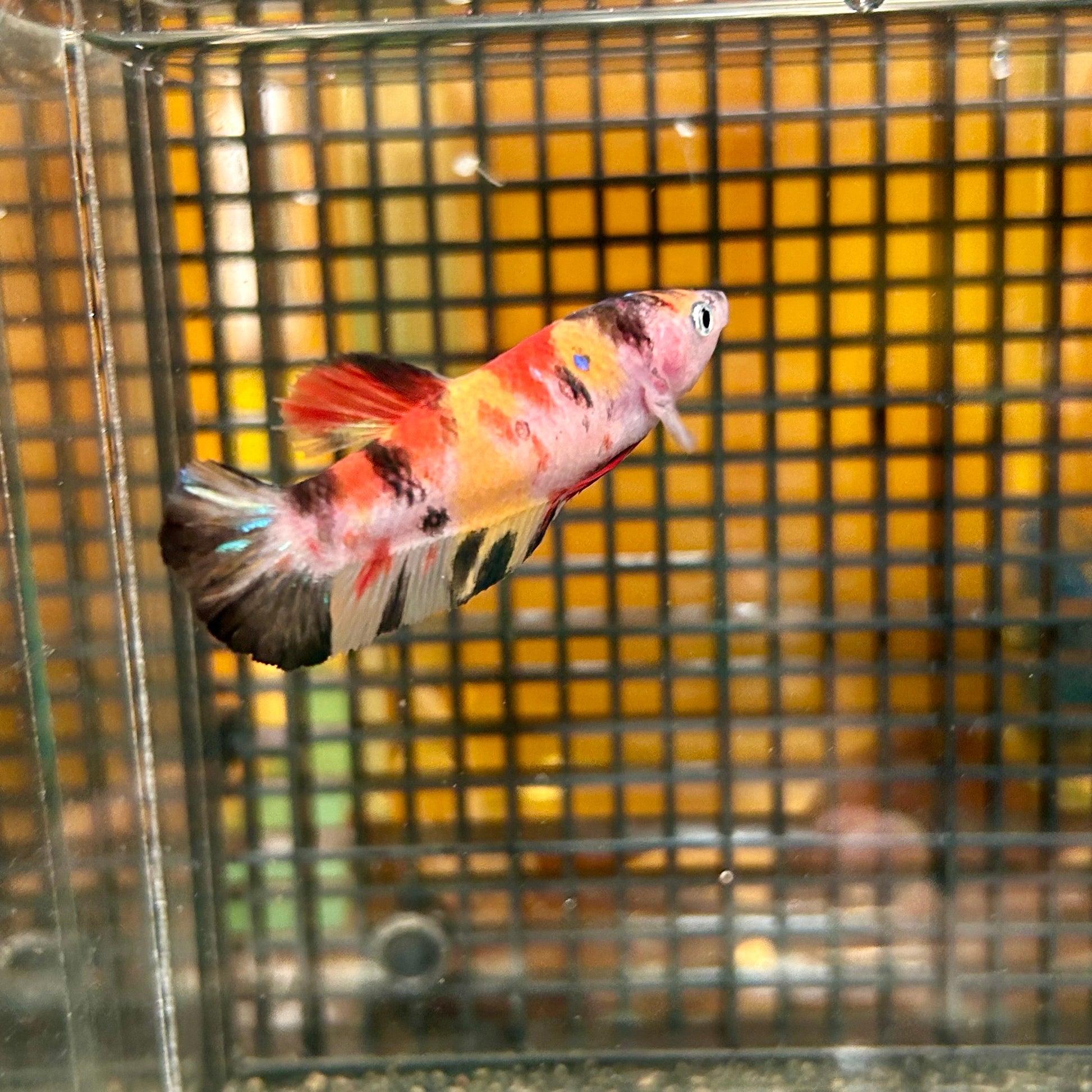 Multicolor Koi Plakat - Female Betta 36