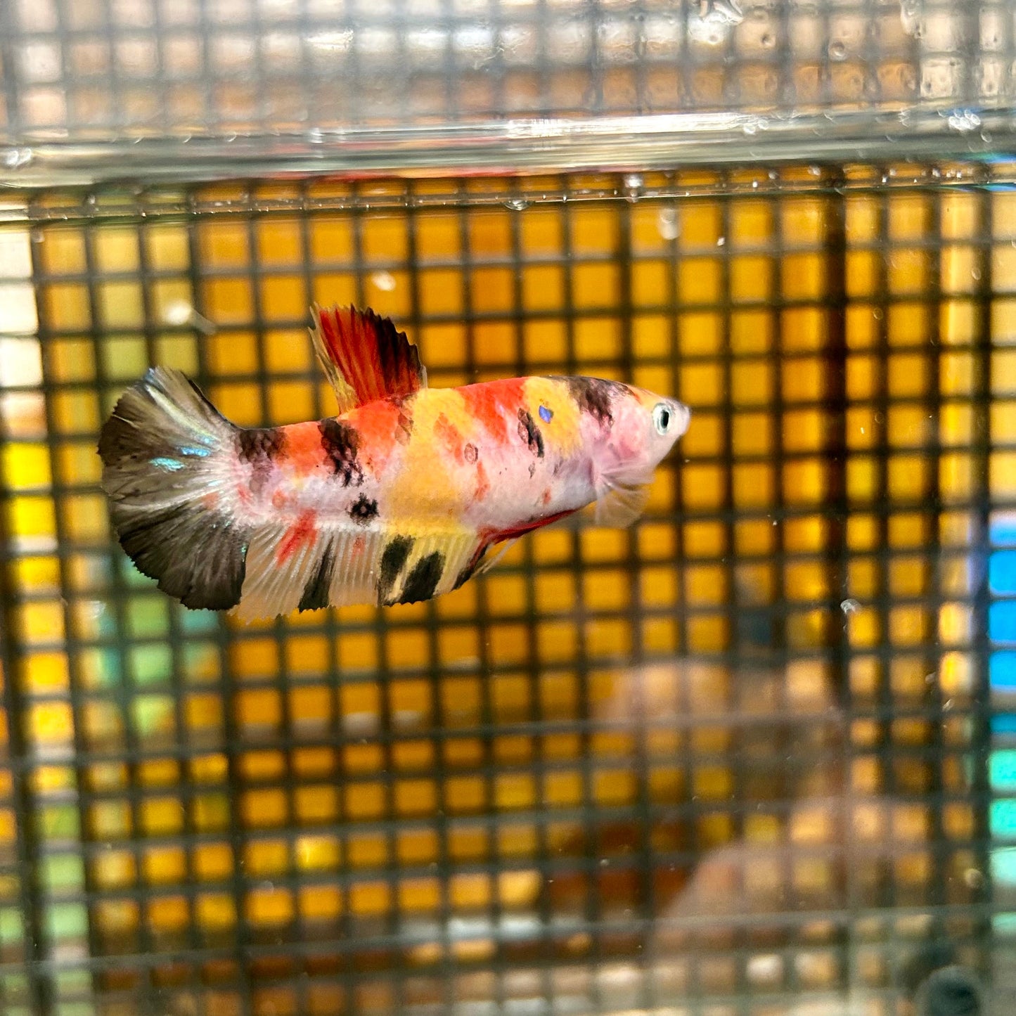 Multicolor Koi Plakat - Female Betta 36