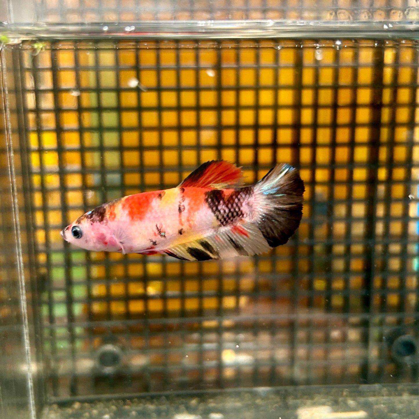 Multicolor Koi Plakat - Female Betta 36