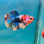 Multicolor Koi Plakat - Male Betta A110