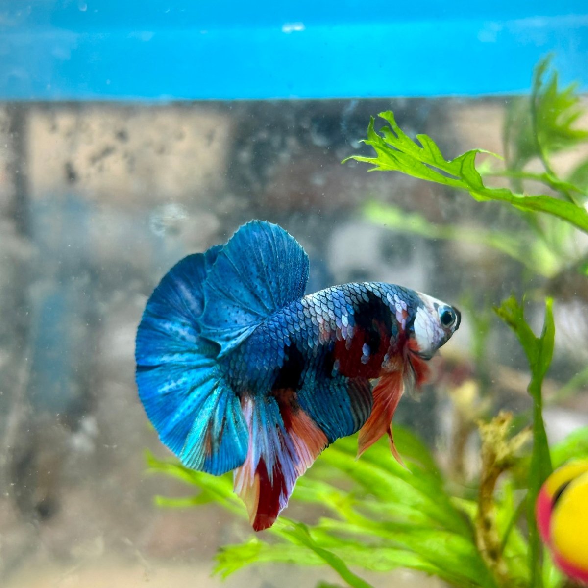 Multicolor Koi Plakat - Male Betta A110