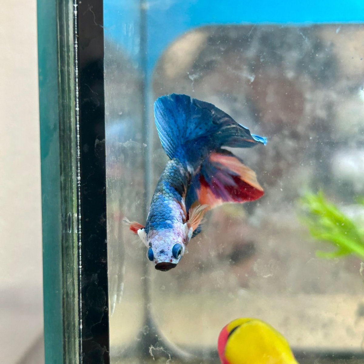 Multicolor Koi Plakat - Male Betta A110