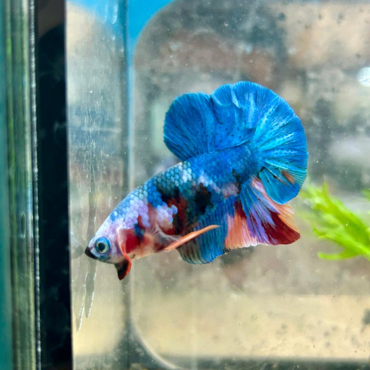 Multicolor Koi Plakat - Male Betta A110