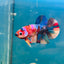 Multicolor Koi Plakat - Male Betta A110