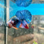 Multicolor Koi Plakat - Male Betta A110