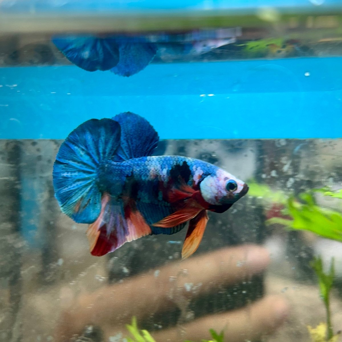 Multicolor Koi Plakat - Male Betta A110