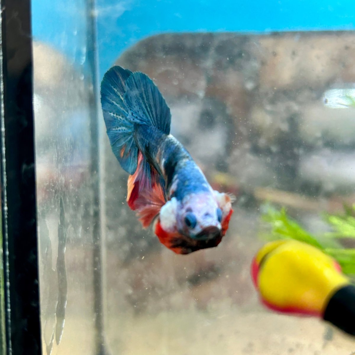 Multicolor Koi Plakat - Male Betta A110