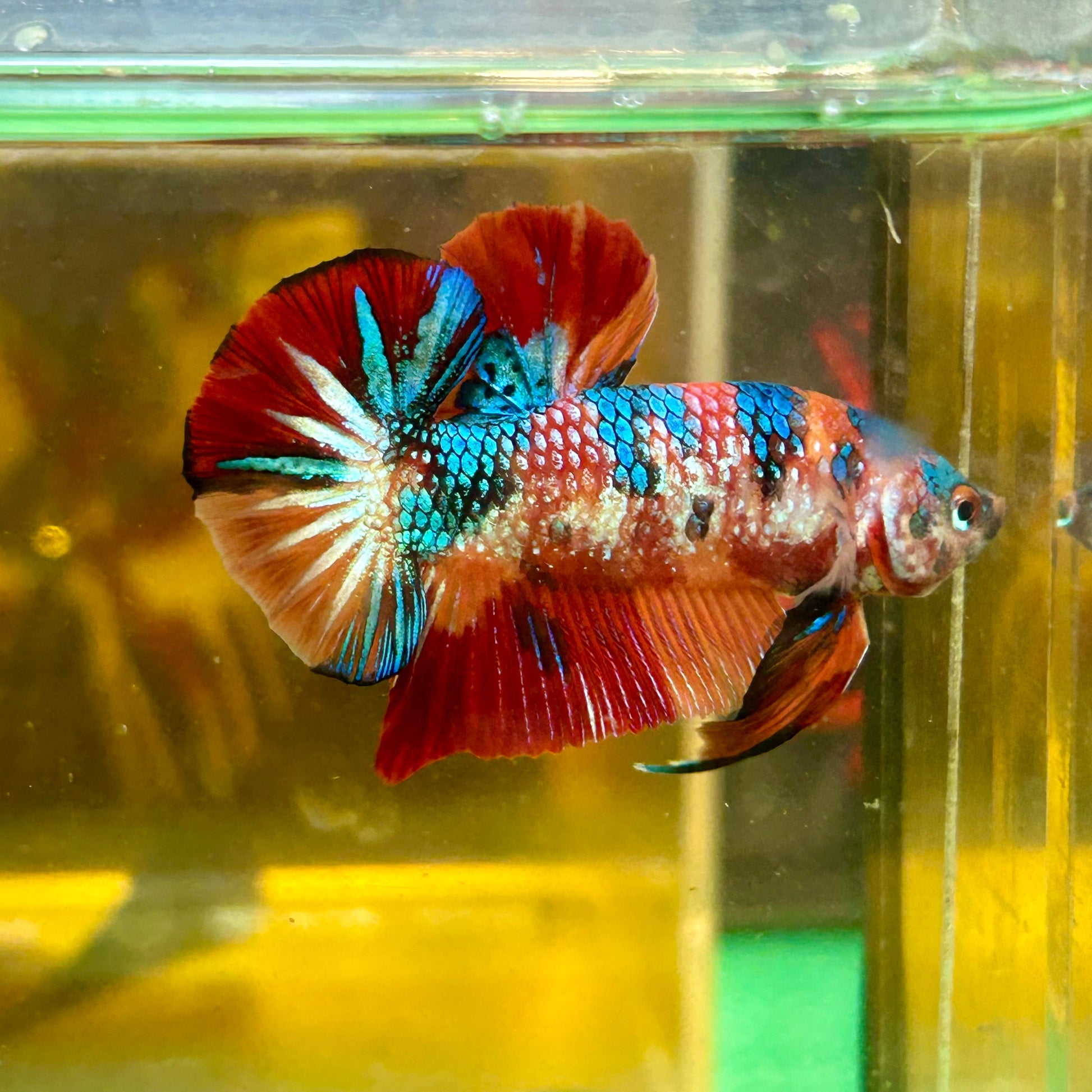 Multicolor Metallic Koi Plakat - Male Betta 61