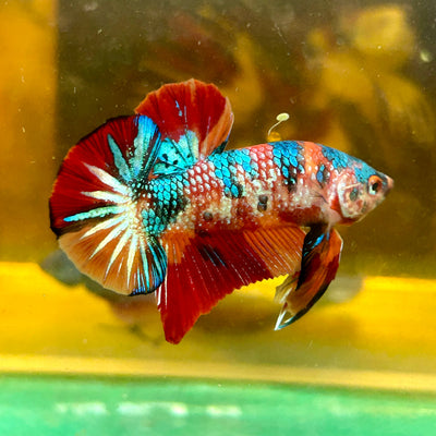 Multicolor Metallic Koi Plakat - Male Betta 61