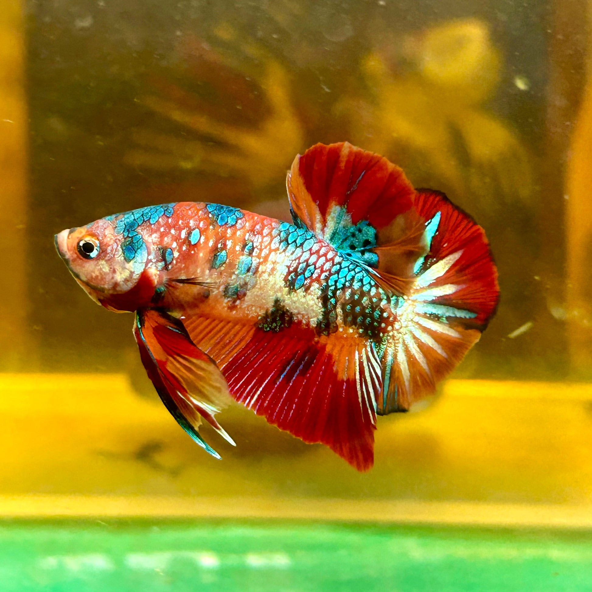 Multicolor Metallic Koi Plakat - Male Betta 61