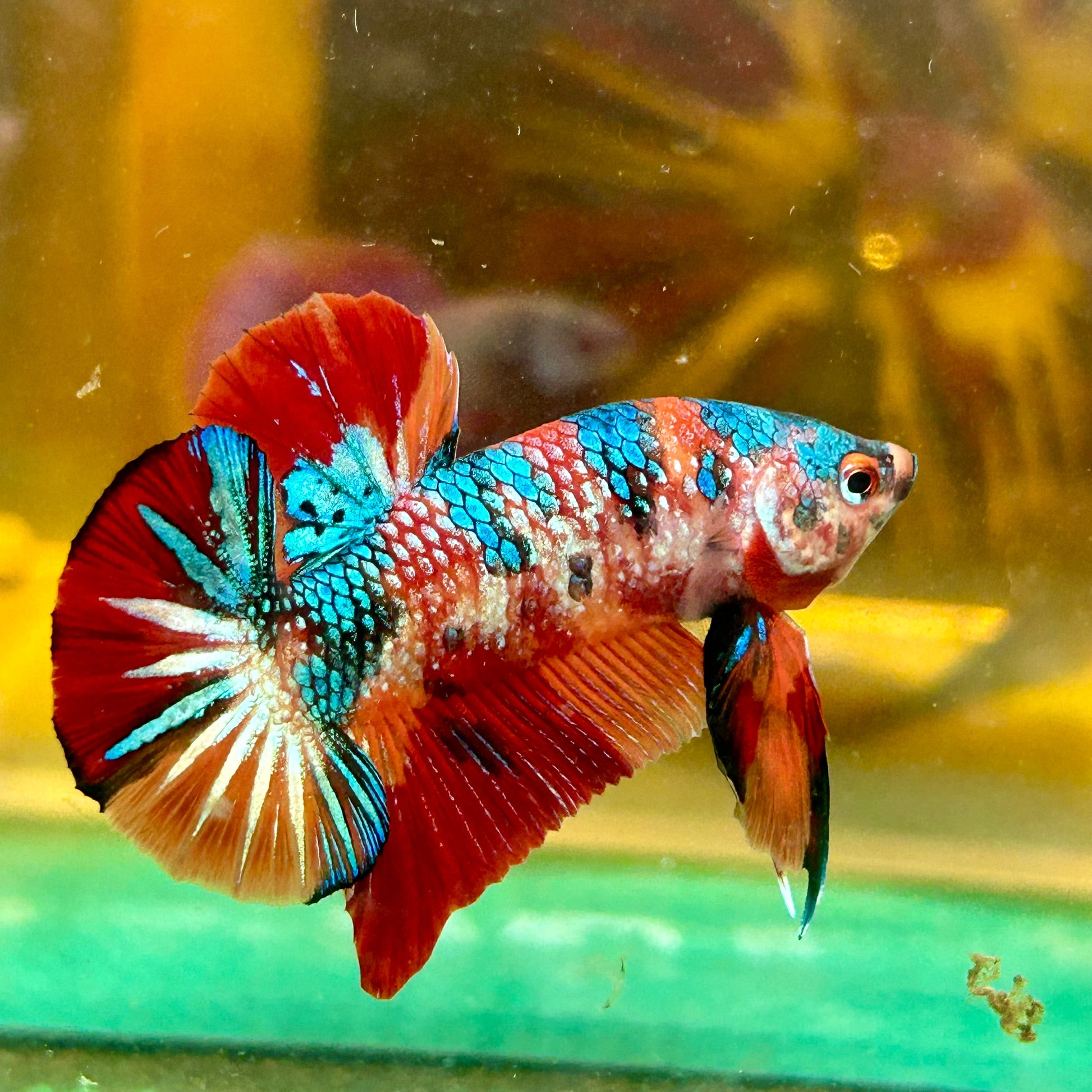 Multicolor Metallic Koi Plakat - Male Betta 61