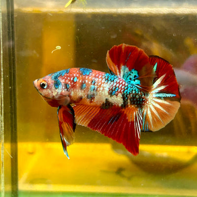 Multicolor Metallic Koi Plakat - Male Betta 61