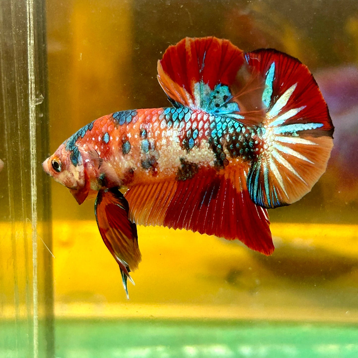 Multicolor Metallic Koi Plakat - Male Betta 61