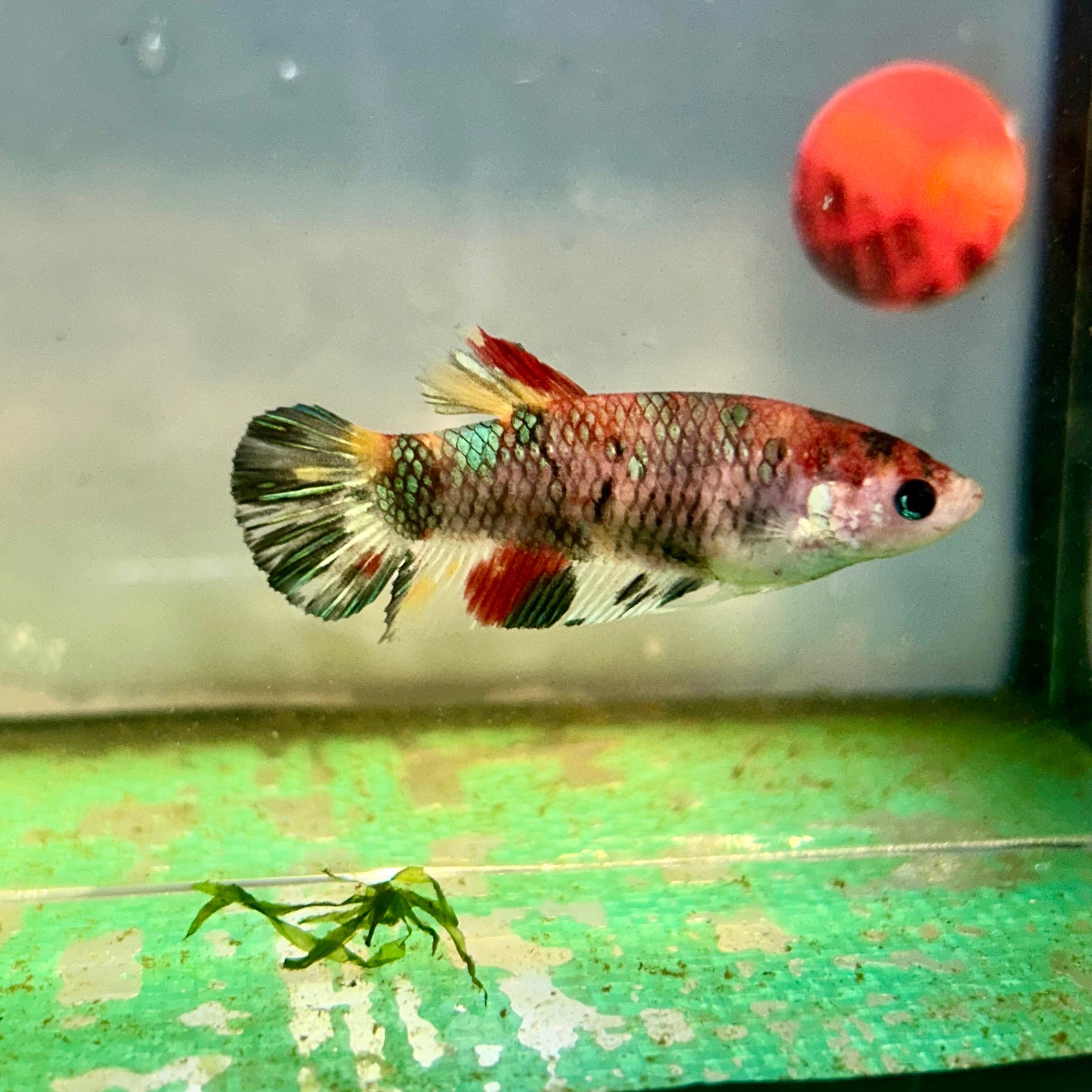 Multicolor Metallic Plakat - Female Betta 73