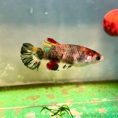 Multicolor Metallic Plakat - Female Betta 73