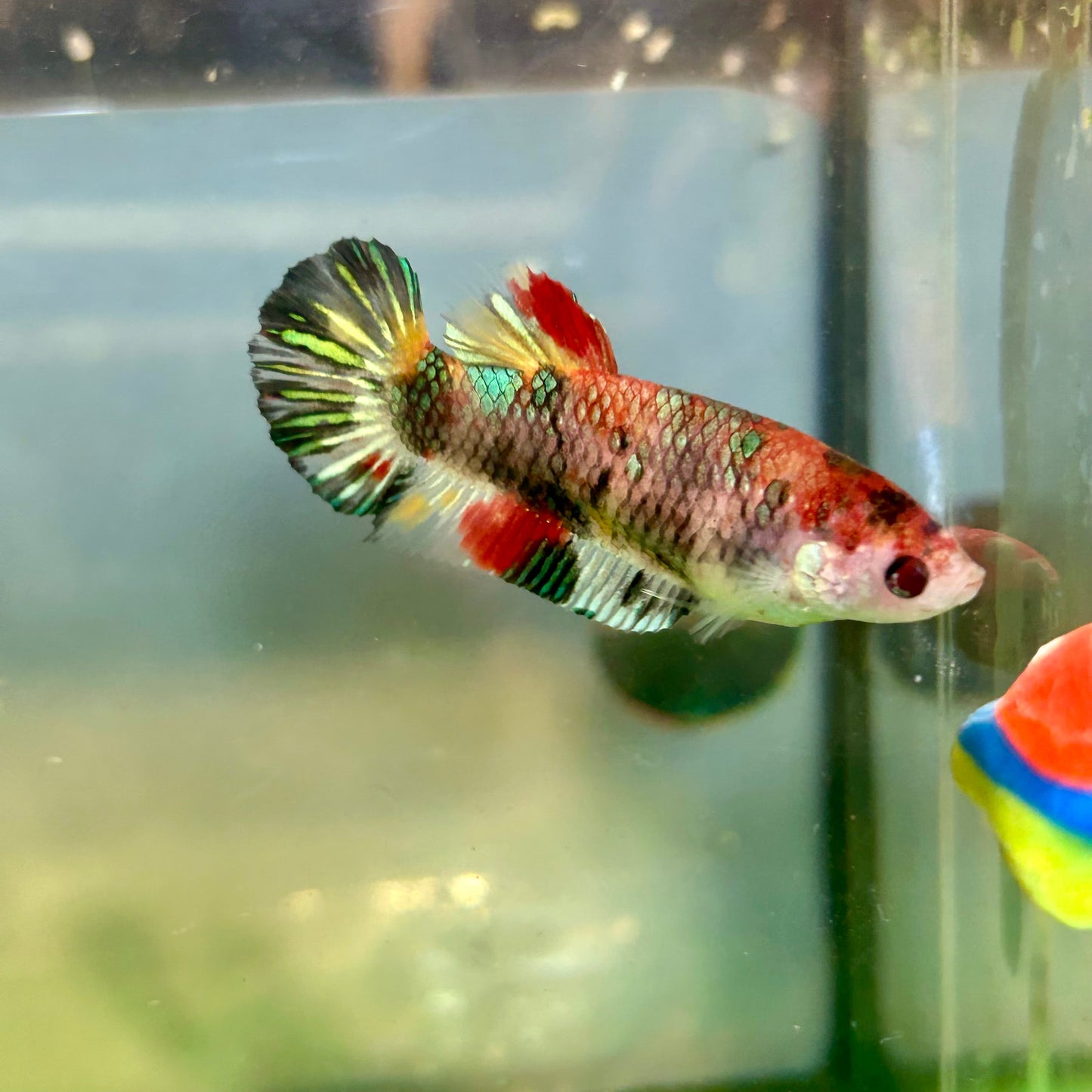 Multicolor Metallic Plakat - Female Betta 73