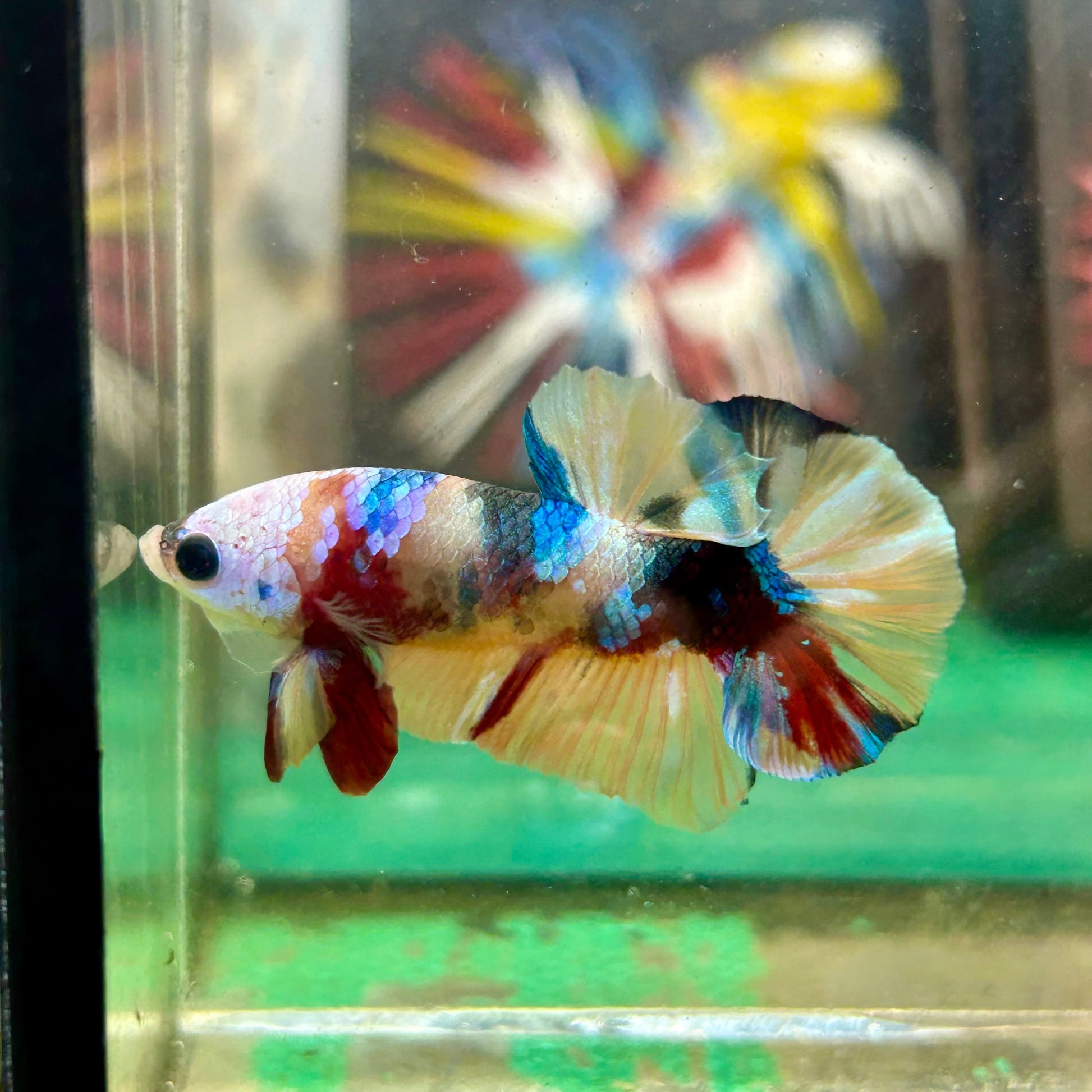 Multicolor White Mask Plakat - Male Betta 111