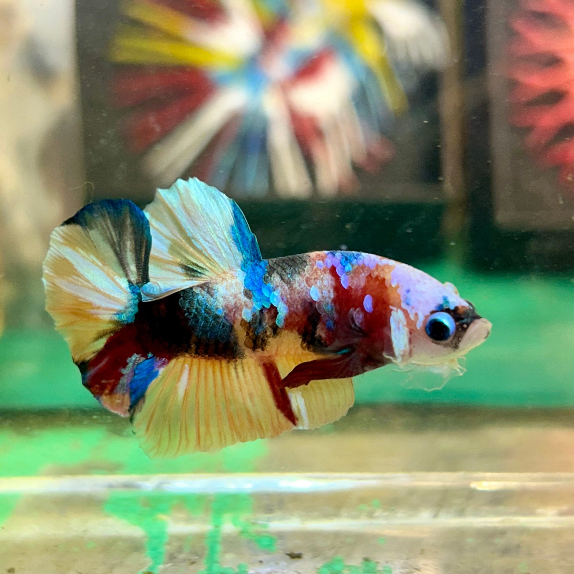 Multicolor White Mask Plakat - Male Betta 111