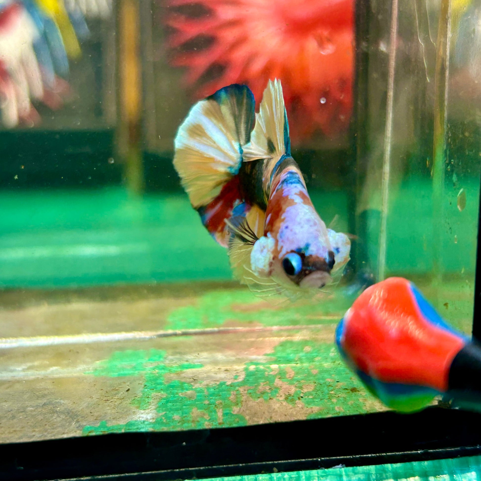 Multicolor White Mask Plakat - Male Betta 111