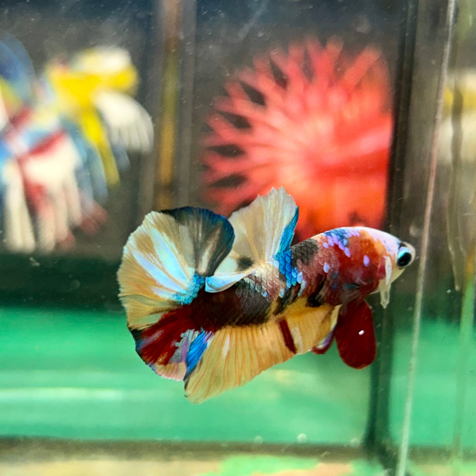 Multicolor White Mask Plakat - Male Betta 111