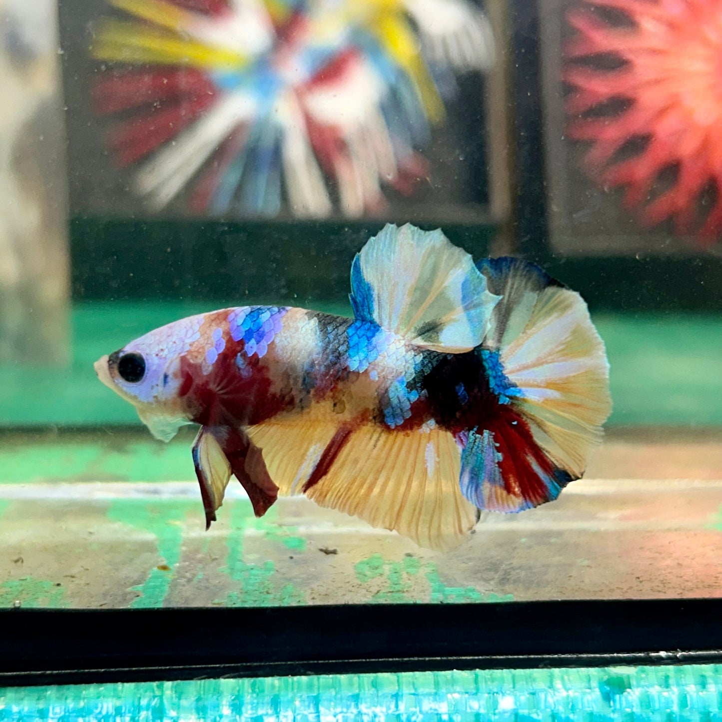 Multicolor White Mask Plakat - Male Betta 111