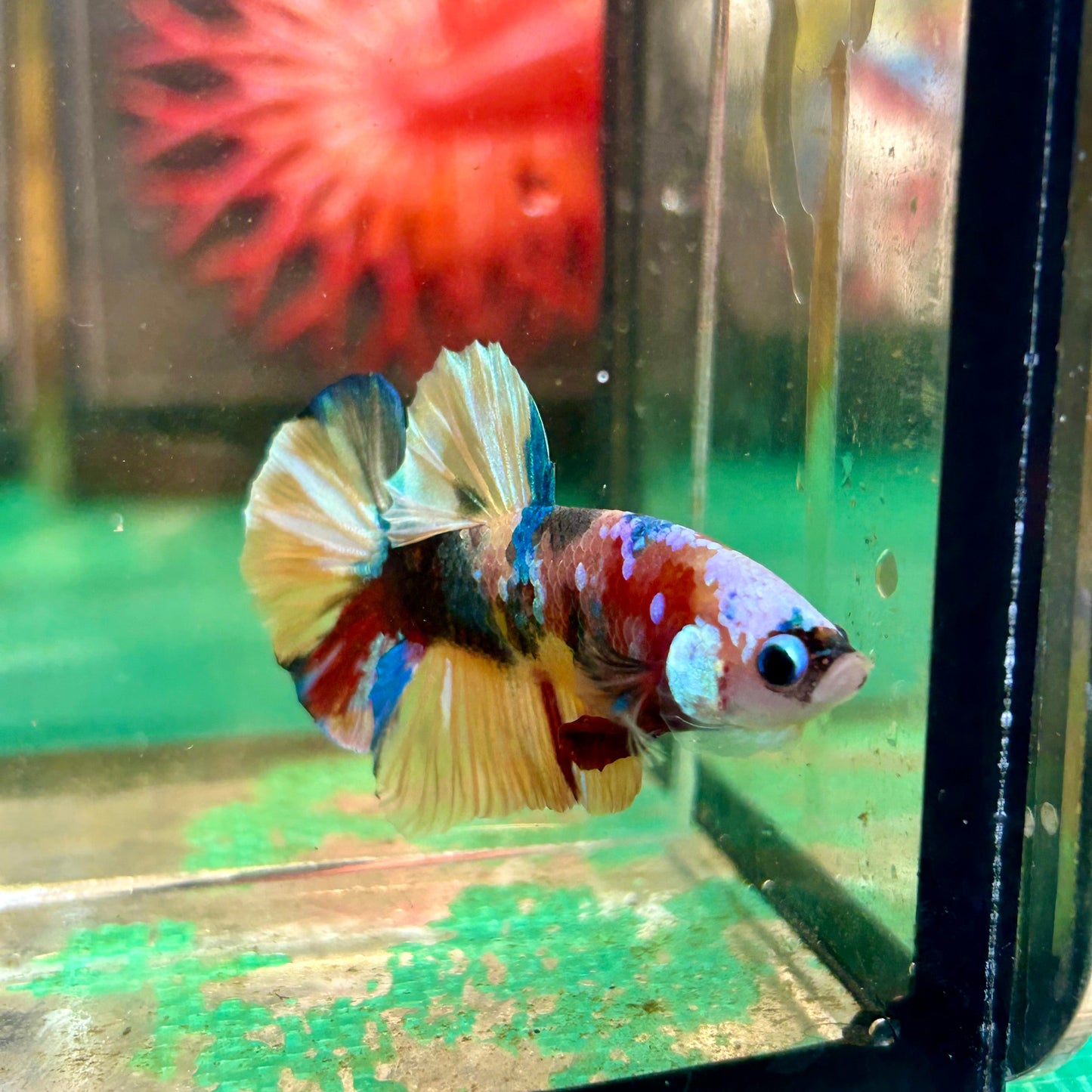 Multicolor White Mask Plakat - Male Betta 111