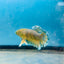 Mustard Gas Neon Rosetail - Female Betta 168