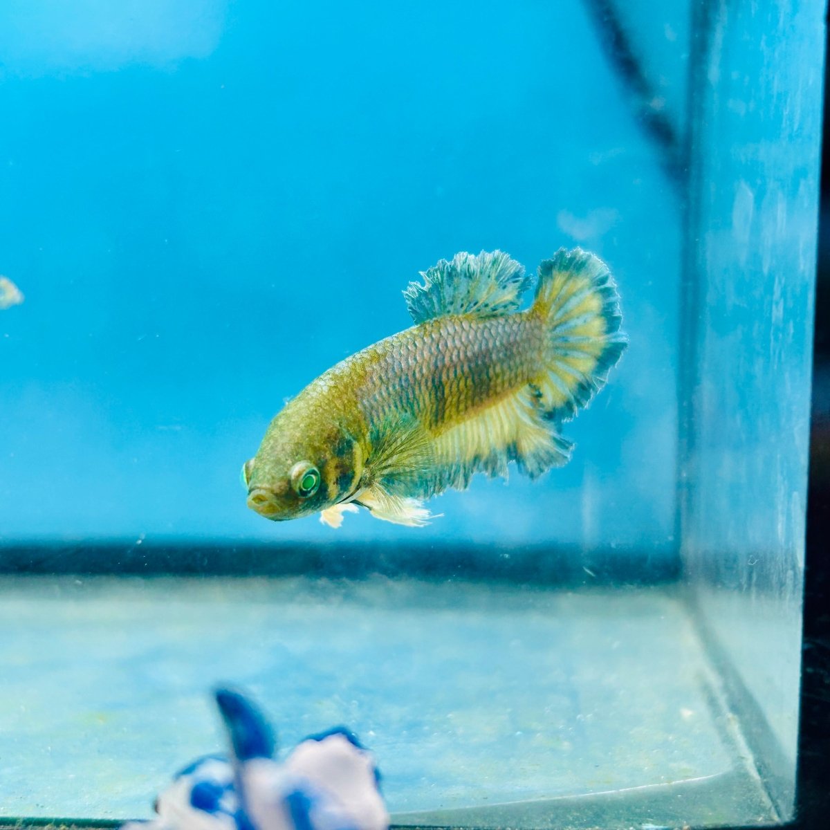 Mustard Gas Neon Rosetail - Female Betta 168