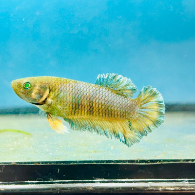 Mustard Gas Neon Rosetail - Female Betta 168