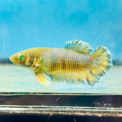 Mustard Gas Neon Rosetail - Female Betta 168