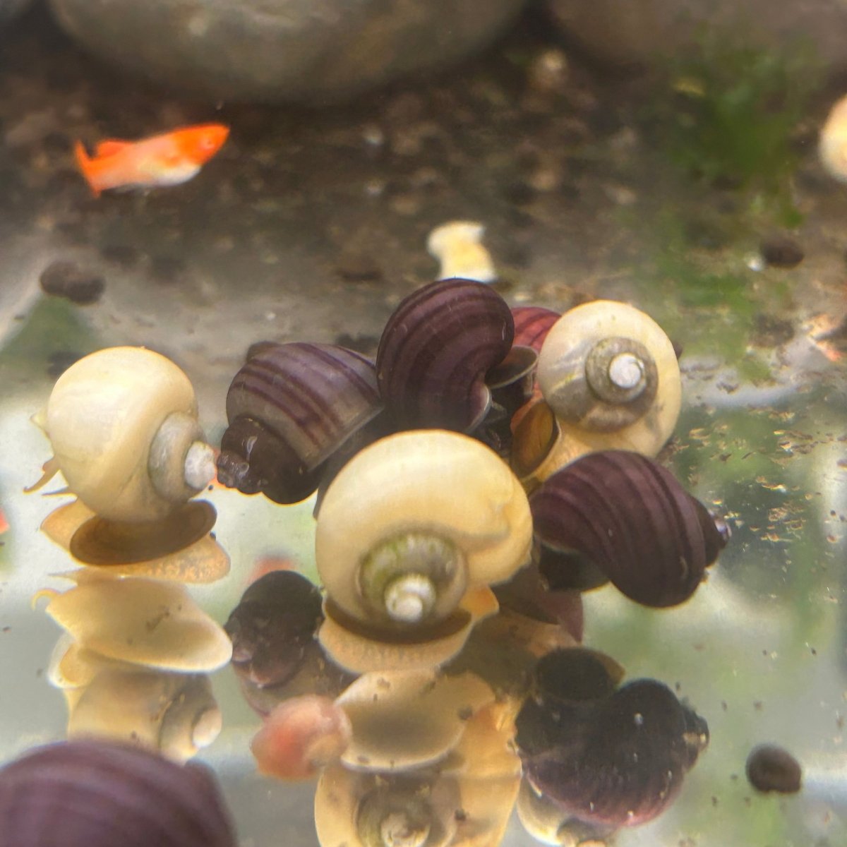 Mystery Snails