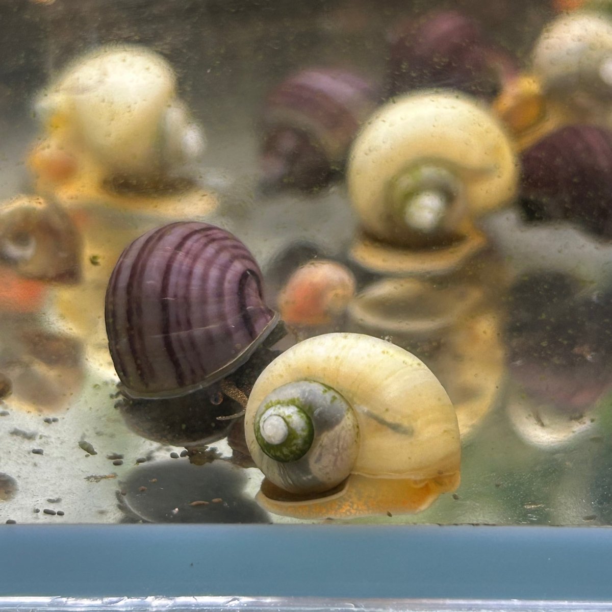 Mystery Snails