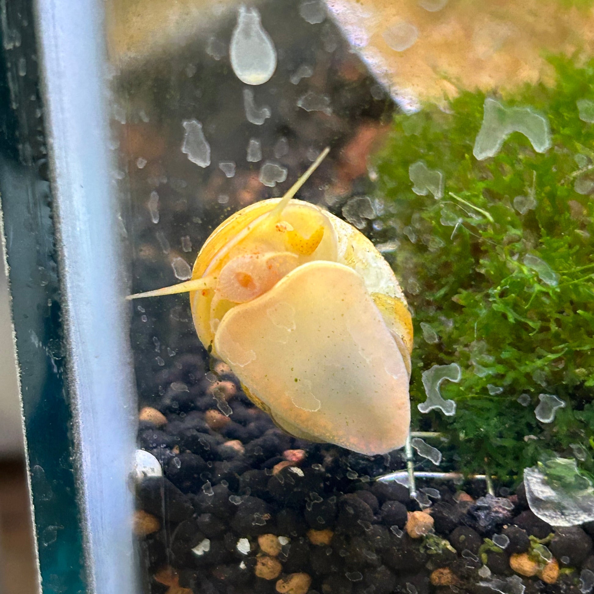 Mystery Snails