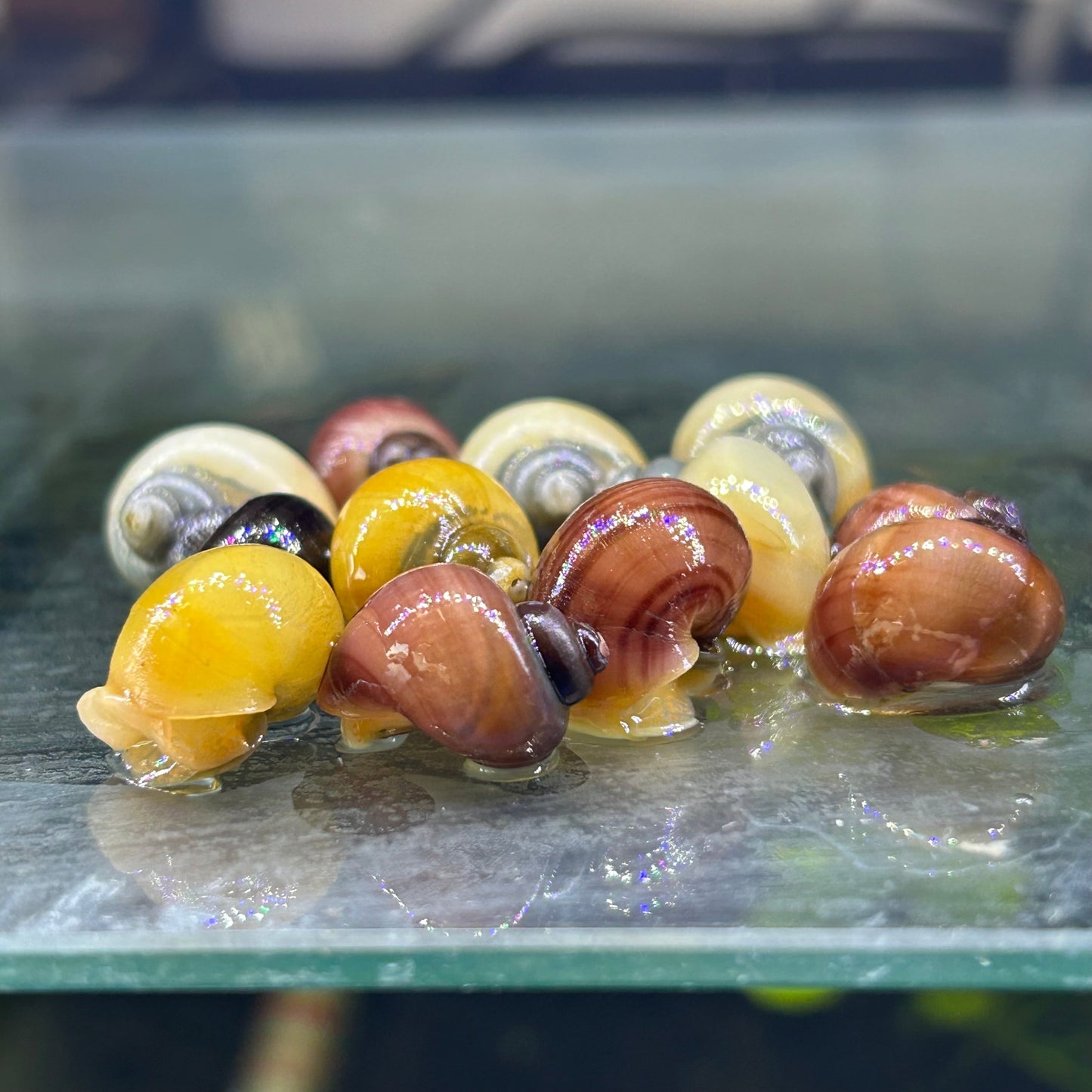 Mystery Snails