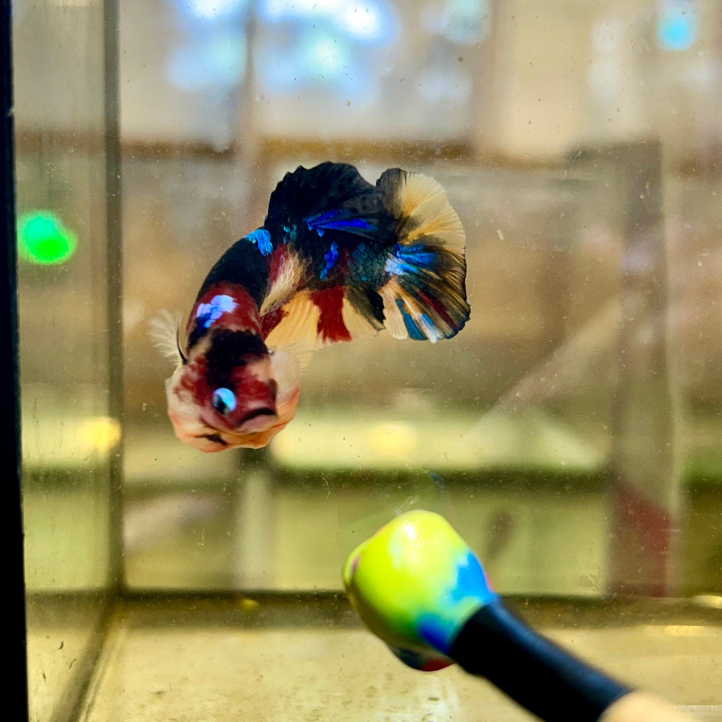 Nemo Candy Plakat - Male Betta 41