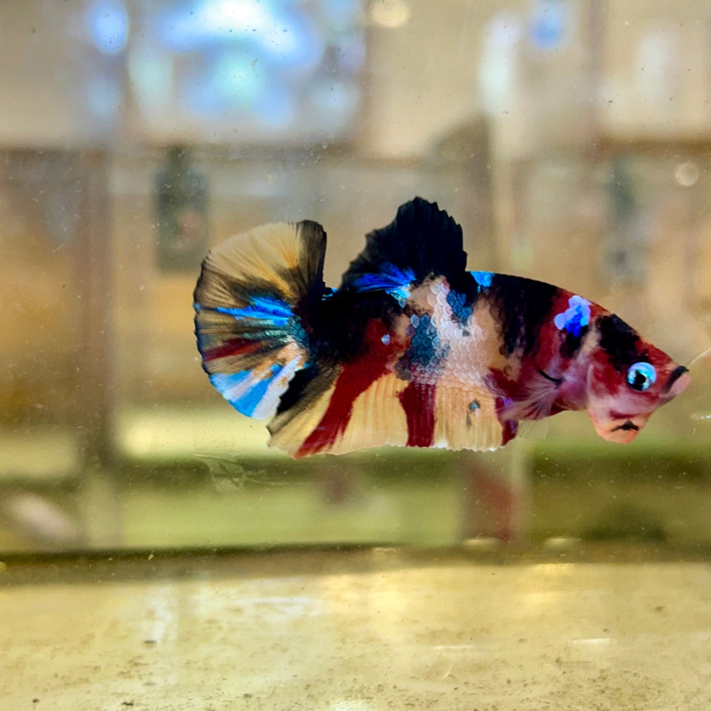 Nemo Candy Plakat - Male Betta 41